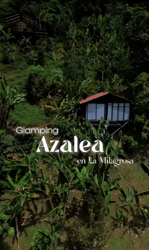 Azalea