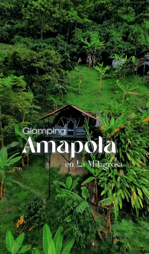 Amapola